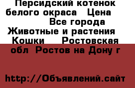 Персидский котенок белого окраса › Цена ­ 35 000 - Все города Животные и растения » Кошки   . Ростовская обл.,Ростов-на-Дону г.